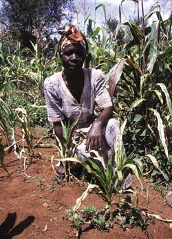 פועלת בשדה תירס במזרח אפריקה